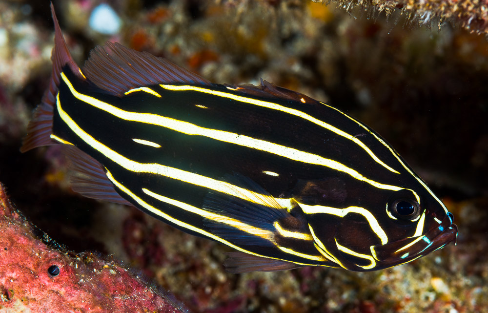 Goldenstriped Soapfish
